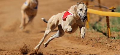 apuestas de perros virtual y en vivo